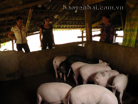 Các mô hình chăn nuôi hàng hóa ở Lục Yên đã tích cực góp phần xóa đói giảm nghèo.

