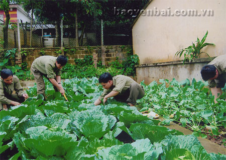 Cán bộ, chiến sỹ Ban Chỉ huy quân sự huyện Văn Yên tăng gia sản xuất. (Ảnh: Đức Dũng)