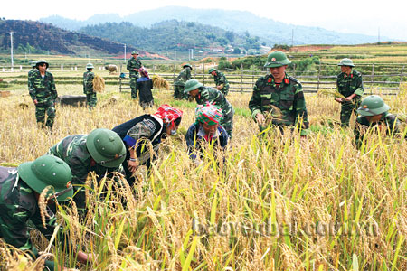 Bộ đội gặt lúa giúp đồng bào vùng cao Mù Cang Chải.
(Ảnh: Thanh Miền)