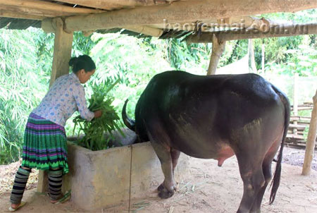 Chị Trang Thị Da ở thôn Mông Si cho trâu ăn cỏ voi được trồng quanh nhà.
