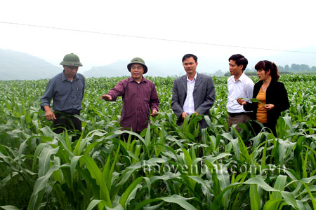 Đồng chí Trần Thế Hùng - Bí thứ Huyện ủy Văn Yên (thứ 2, trái sang) kiểm tra sản xuất ngô đông trên đất hai vụ lúa tại xã Yên Phú.
