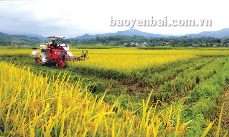 Nông dân An Thịnh (Văn Yên) sử dụng máy gặt đập liên hoàn thu hoạch lúa mùa. (Ảnh: Thanh Miền)