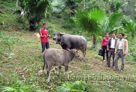 Cán bộ Ngân hàng Chính sách Xã hội huyện Lục Yên kiểm tra trâu của hộ ông Nguyễn Long Quan ở thôn 6, xã Minh Chuẩn mua từ nguồn vốn chính sách.
