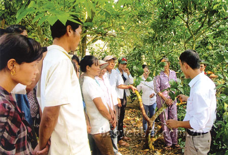 Lớp tập huấn kỹ thuật chăm sóc bưởi nhằm nâng cao trình độ thâm canh cho người dân tại xã Hán Đà, huyện Yên Bình.