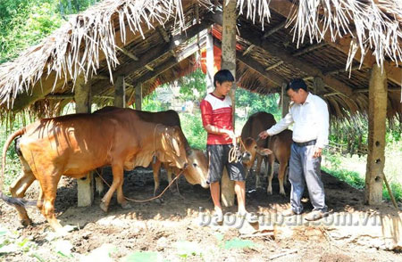 Một mô hình chăn nuôi đại gia súc ở Châu Quế Thượng.
