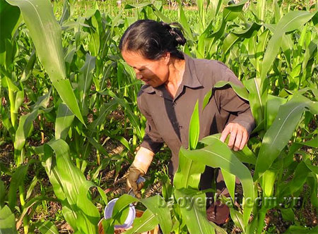 Bà Hằng chăm sóc ruộng ngô của gia đình.