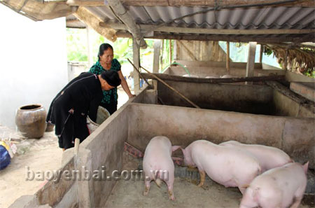 Mô hình chăn nuôi lợn bằng thức ăn ủ chua của gia đình bà Ma Thị Bạn cho lợi nhuận cao.
