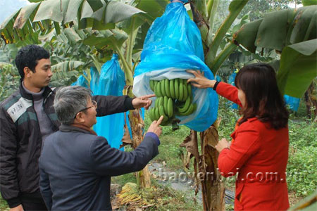 Cán bộ Dự án kiểm tra mô hình thâm canh chuối tiêu hồng tại thôn Bảo Yên, xã Minh Bảo (thành phố Yên Bái).
