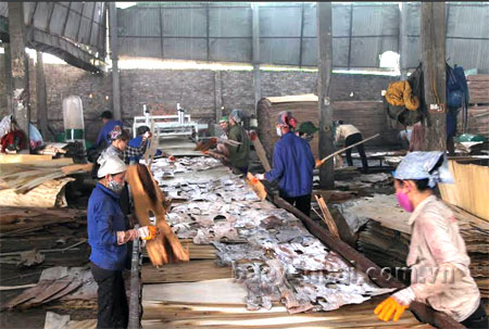 Công nhân Công ty trách nhiệm hữu hạn Doanh Mùi (Trấn Yên) chế biến gỗ ván ép.