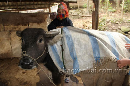 Chị Pàng chuẩn bị đầy đủ thức ăn cho đàn gia súc của gia đình trong mùa đông.