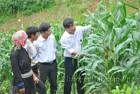 Cán bộ Phòng Nông nghiệp và Phát triển nông thôn huyện Mù Cang Chải và cán bộ xã Khao Mang kiểm tra diện tích ngô trồng trên đất lúa nương.