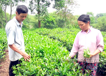 Mỗi năm, vợ chồng ông Lộc thu trên 40 triệu đồng từ vườn chè. 
