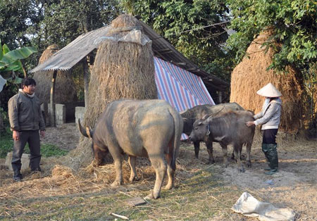 Mô hình chăn nuôi trâu sinh sản của hộ ông Dương Bình Xuyên ở xã Liễu Đô cho hiệu quả kinh tế cao.
(Ảnh: Hoàng Nhâm)