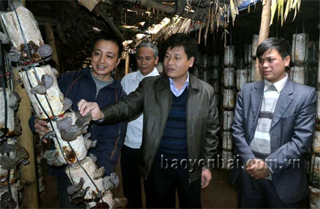 Bí thư Thành ủy Yên Bái Ngô Hạnh Phúc (thứ 2, phải sang) kiểm tra mô hình trồng nấm tại xã Giới Phiên, thành phố Yên Bái.
