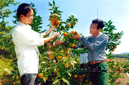 Ông Trần Ngọc Bích (bên phải) chia sẻ kinh nghiệm trồng cam Đường Canh với cán bộ Hội Nông dân huyện Văn Chấn.
