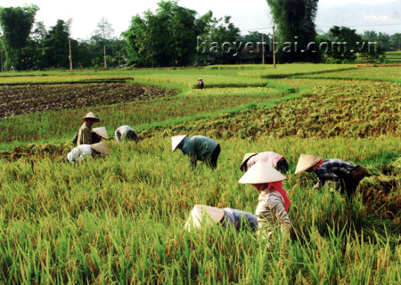 Mường Lò là một trong những vùng sản xuất lúa tập trung của tỉnh.
Ảnh: Nông dân Nghĩa Lợi (thị xã Nghĩa Lộ) thu hoạch lúa.
(Ảnh: Đặng Phương Lan)
