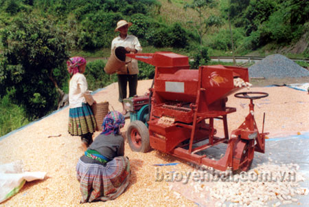 Nhiều hộ đồng bào Mông huyện Trạm Tấu đã đầu tư máy tách ngô giúp tăng năng suất và hiệu quả lao động.
(Ảnh: Quang Thiều)
