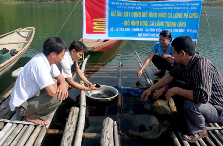 Cán bộ Chi cục Thủy sản tỉnh cùng các hộ dân tham gia mô hình kiểm tra sự phát triển của cá lăng sau 5 tháng nuôi.