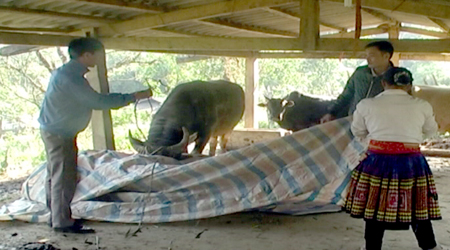Cán bộ ngành nông nghiệp huyện Trạm Tấu giúp nhân dân che chắn chuồng trại gia súc.