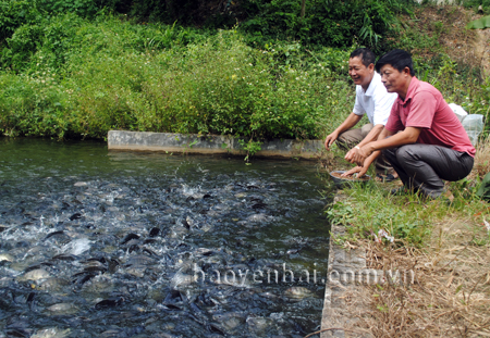 Mỗi năm gia đình CCB Nguyễn Ngọc Thắm, thôn Làng Trẹo, xã An Thịnh (Văn Yên) thu hoạch trên 20 tấn cá các loại.
