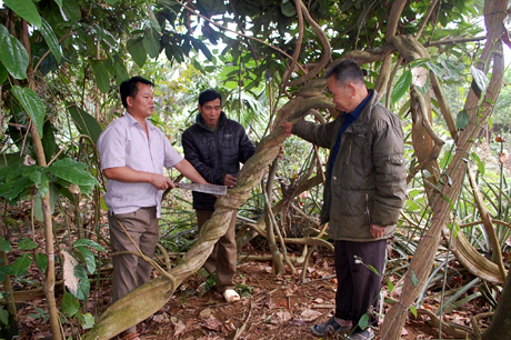 Lương y Nông Ngọc Chung (bên trái) giới thiệu cây huyết đằng trên 35 năm tuổi với các hội viên Chi hội Đông y xã.