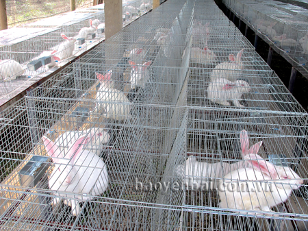 Thỏ nguyên liệu do Công ty Nippon Zoki Việt Nam đặt hàng được nuôi rất khoa học tại Doanh nghiệp Quang Thanh, xã Lương Thịnh, huyện Trấn Yên.