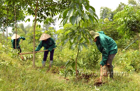 Công nhân Đội cao su Suối Quyền (Công ty cổ phần Cao su Yên Bái) chăm sóc cây cao su.