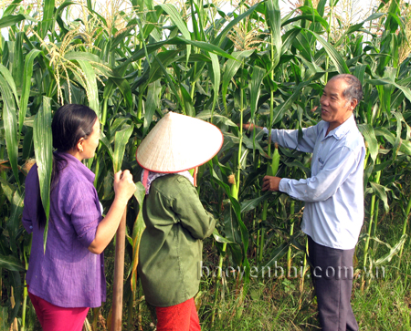 Trưởng thôn Nguyễn Văn Đảm thăm ruộng ngô của người dân An Sơn.
