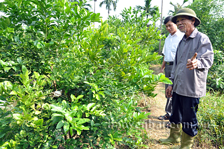 Mô hình trồng chanh tứ thời đang phát huy hiệu quả ở Minh Tiến.
