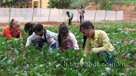 Học sinh Trường PTDTBT THCS Châu Quế Thượng (Văn Yên) chăm sóc vườn rau cải thiện sinh hoạt.