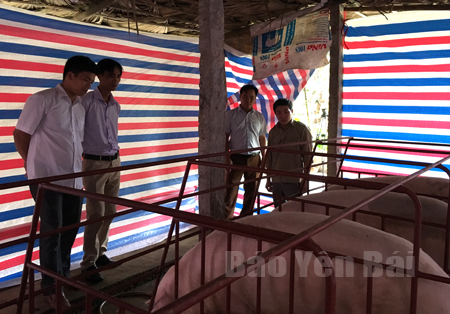 Lãnh đạo xã Thịnh Hưng thăm mô hình chăn nuôi lợn của gia đình đảng viên Phạm Thị Thủy ở Chi bộ thôn Hơn.
