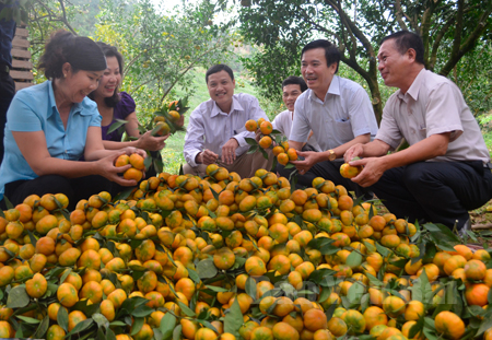 Đồng chí Hồ Đức Hợp - Chủ tịch UBND huyện Văn Chấn (thứ 2 bên phải) trao đổi với bà con trồng cam.