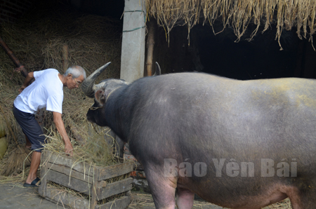 Nông dân Văn Chấn dự trữ rơm rạ làm thức ăn cho trâu, bò trong mùa đông.