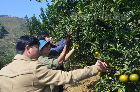 Vườn quýt Thái của gia đình ông Nguyễn Văn Lâm, thôn Khe Chì, xã Nghĩa Tâm, huyện Văn Chấn.