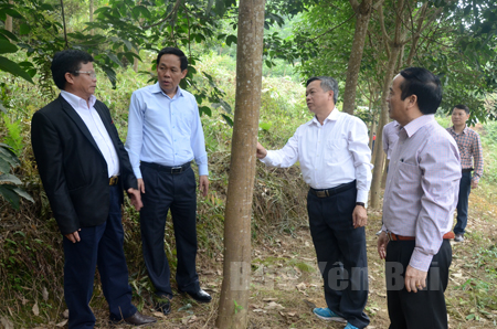 Các đồng chí lãnh đạo tỉnh kiểm tra diện tích trồng cây cao su tại xã Sơn Lương, huyện Văn Chấn.