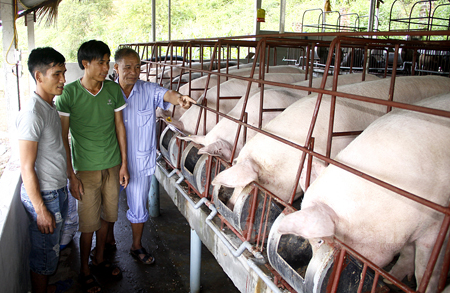 Trang trại chăn nuôi lợn của CCB Lê Thành Đồng ở thôn Linh Đức, xã Minh Quân trung bình mỗi tháng xuất ra thị trường 2 tấn lợn hơi.