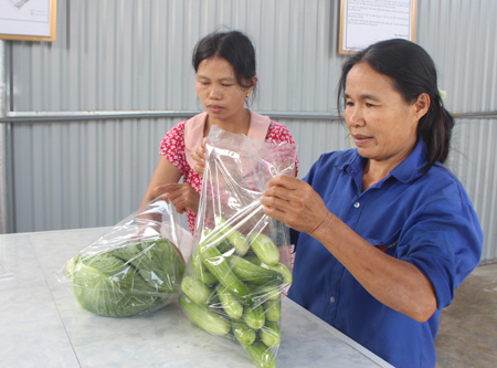 Đóng gói sản phẩm rau an toàn của Tổ hợp tác sản xuất rau an toàn xã Văn Phú, thành phố Yên Bái. Ảnh Minh Huyền