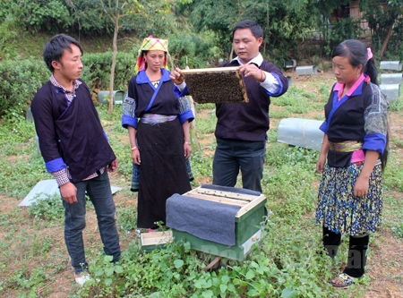 Hội viên Thào A Khày - Chi hội Cựu chiến binh Nả Háng Tâu, xã Púng Luông nuôi ong lấy mật cho thu nhập hơn 50 triệu đồng mỗi năm.(Ảnh: Thạch Phong)