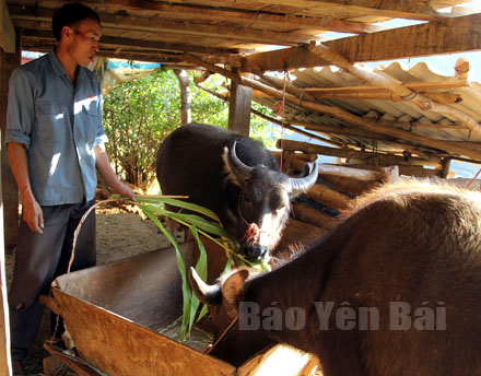 Nông dân xã La Pán Tẩn, huyện Mù Cang Chải đưa trâu về nhà để chăm sóc.