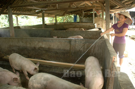 Phát triển chăn nuôi gia súc đã mang lại nguồn thu nhập cao cho nông dân xã Báo Đáp.