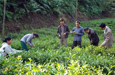 Chuyển đổi sang trồng chè Bát tiên đang là hướng đi đúng đắn, mang lại hiệu quả kinh tế cao cho nhiều hộ dân tại xã Bảo Hưng.