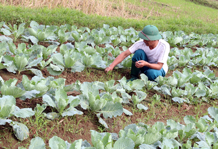 Các tổ hợp tác sản xuất rau an toàn luôn tuân thủ nghiêm ngặt quy trình sản xuất. (Trong ảnh: Anh Phạm Văn Thủy - thành viên Tổ Hợp tác sản xuất rau an toàn xã Văn Phú chăm sóc ruộng rau của gia đình).
