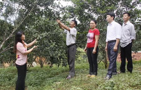 Gia đình anh Trần Văn Phùng ở thôn 10, xã Đại Lịch phát triển kinh tế từ cây cam sành, quýt sen, mỗi năm cho thu nhập trên dưới 100 triệu đồng. (Ảnh: Ngọc Đồng)