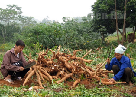 Nhân dân xã Mậu Đông, huyện Văn Yên thu hoạch sắn cao sản.