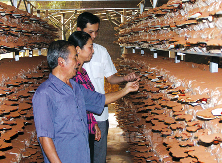 Mô hình trồng nấm linh chi của gia đình ông Nguyễn Văn Quỳnh mang lại hiệu quả kinh tế cao.