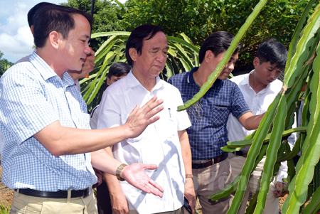 Giáo sư Nguyễn Lân Dũng - Chủ tịch Hội các ngành Sinh học Việt Nam (thứ 2, trái sang) thăm mô hình ứng dụng chế phẩm sinh học EMINA trên cây thanh long ở xã Bạch Hà, huyện Yên Bình.