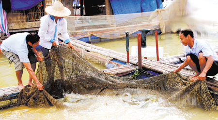 Mô hình nuôi cá lồng của gia đình anh Nguyễn Văn Đông ở thôn Trung Sơn, xã Mông Sơn (Yên Bình) mỗi năm cho thu nhập 120 triệu đồng.