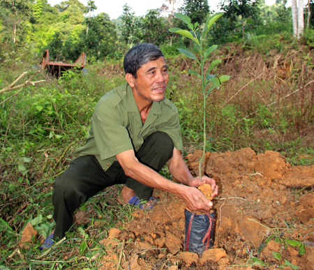 Vừa  bảo vệ rừng tốt, ông Châu thường xuyên trồng mới để bổ sung tập đoàn cây rừng.