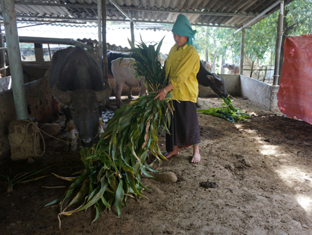 Gia đình ông Hà Văn Sôm, thôn Mường Chà, xã Hạnh Sơn chủ động che chắn chuồng trại và tích trữ thức ăn cho vật nuôi trong những ngày giá rét.