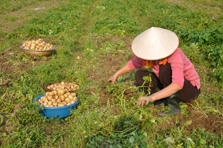 Nông dân thị trấn Yên Thế thu hoạch khoai tây vụ đông.
